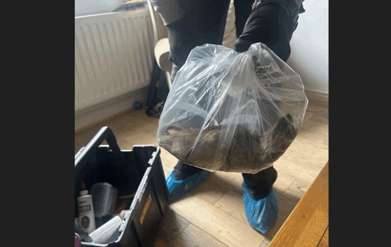 イギリスで巨大ネズミが発見される