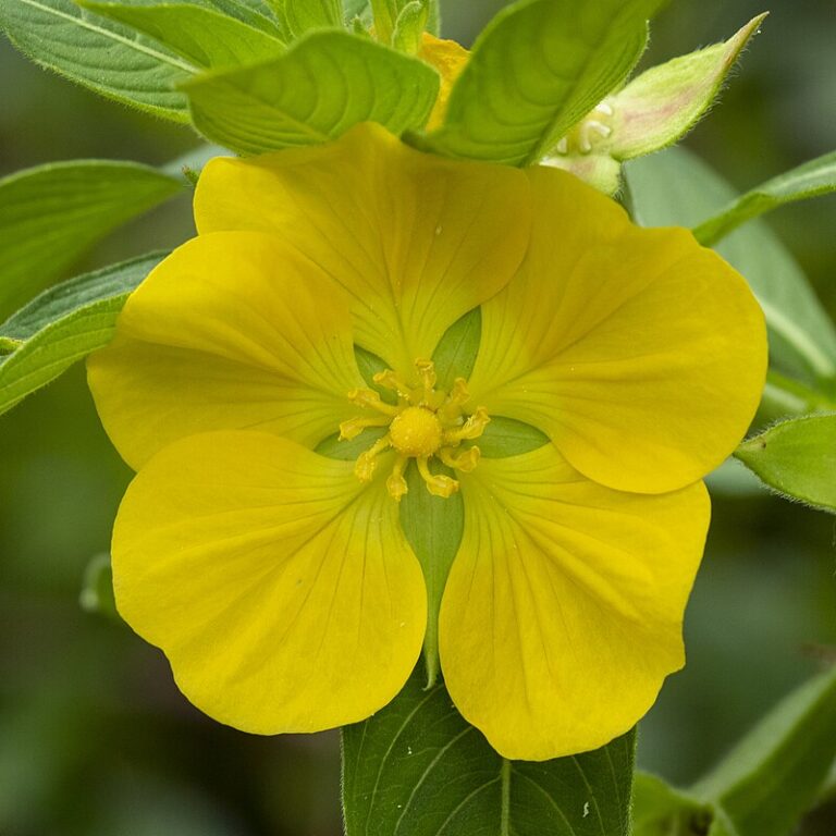 large-flowered water primrose invasive plants