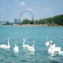 foreign tourists siofok swans lake balaton
