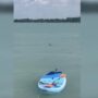 shark Balaton Tihany sighting danger experts